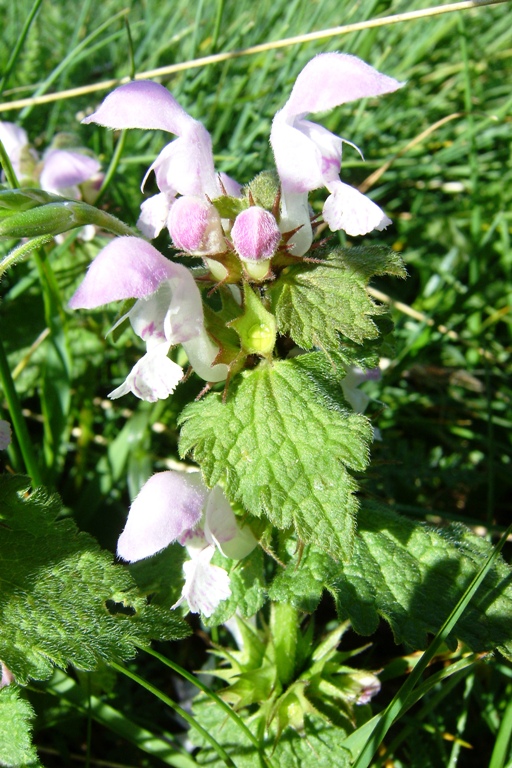 Lamium maculatum